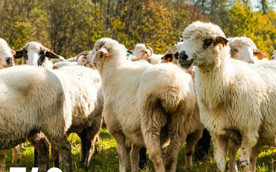 Eid al adha 2022